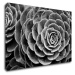 Impresi Obraz Květ černobílý detail - 90 x 60 cm