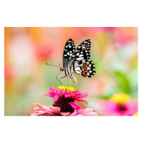 Fotografie Butterfly On A Flower with colorful Background, chuchart duangdaw, 40x26.7 cm