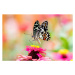 Fotografie Butterfly On A Flower with colorful Background, chuchart duangdaw, 40 × 26.7 cm