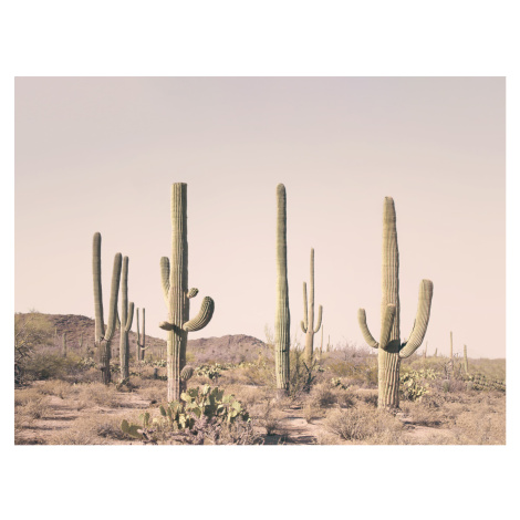 Fotografie Pastel Cactus Desert, Sisi & Seb, (40 x 30 cm)