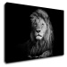 Impresi Obraz Lev černobílý - 90 x 60 cm