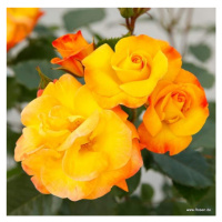Růže Kordes 'Bright Smiles' 2 litry