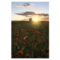 Fotografie Poppy fields of Sweden, Christian Lindsten, 26.7 × 40 cm