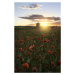 Fotografie Poppy fields of Sweden, Christian Lindsten, 26.7 × 40 cm