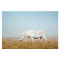 Fotografie Icelandic Horse On Pasture, borchee, 40 × 26.7 cm