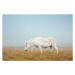 Fotografie Icelandic Horse On Pasture, borchee, 40 × 26.7 cm