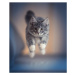 Fotografie jumping kitten, Nils Jacobi, (35 x 40 cm)