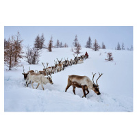 Fotografie Mongolia, Tsaatan, reindeer transhumance, Tuul & Bruno Morandi, 40 × 26.7 cm