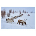 Fotografie Mongolia, Tsaatan, reindeer transhumance, Tuul & Bruno Morandi, 40 × 26.7 cm