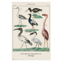 Plakát, Obraz - Vintage Birds, 61x91.5 cm