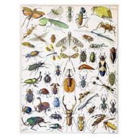 Obrazová reprodukce Illustration of  Insects c.1923, Millot, Adolphe Philippe, 30 × 40 cm