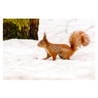 Fotografie beautiful squirrel on the snow eating a nut, Minakryn Ruslan, 40x26.7 cm