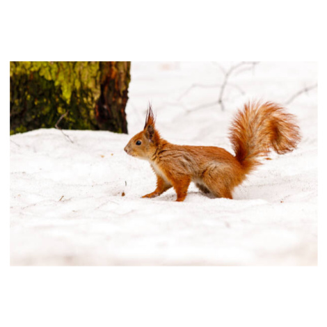 Umělecká fotografie beautiful squirrel on the snow eating a nut, Minakryn Ruslan, (40 x 26.7 cm)