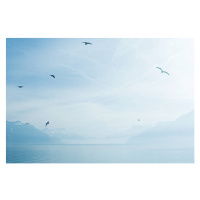 Fotografie Switzerland, gulls flying over Lake Geneva, ZenShui/Matthieu Spohn, 40 × 26.7 cm