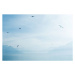 Fotografie Switzerland, gulls flying over Lake Geneva, ZenShui/Matthieu Spohn, 40 × 26.7 cm