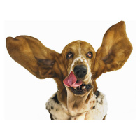 Fotografie Basset hound with ears flying, Gandee Vasan, (40 x 30 cm)