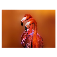 Fotografie Flamingo Portrait, Richard Reames, (40 x 30 cm)