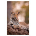 Fotografie Leopard, Chobe National Park, Botswana, Mint Images/ Art Wolfe, 26.7 × 40 cm