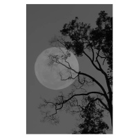 Fotografie Tree and the moon, bochimsang, 26.7 × 40 cm