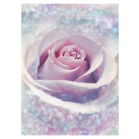 KOMR 020-2 XXL Vliesová fototapeta Komar - Delicate Rose - květ růže, velikost 368x248 cm