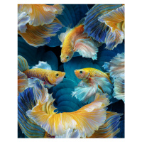 Fotografie ColorFish, Marcel Egger, 30 × 40 cm