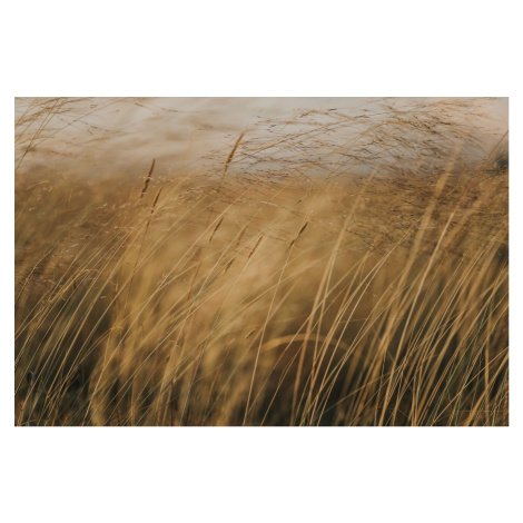 Umělecká fotografie Field at golden hour, Javier Pardina, (40 x 26.7 cm)