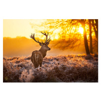 Fotografie Red deer, arturasker, (40 x 26.7 cm)