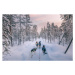 Fotografie Husky dog sledding in Lapland, Finland, serts, 40 × 26.7 cm