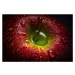 Fotografie Red Apple, Aida Ianeva, 40 × 26.7 cm