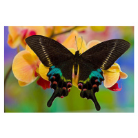 Fotografie Papilio Krishna from China on Orchid, Darrell Gulin, 40 × 26.7 cm