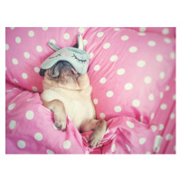 Umělecká fotografie Cute pug dog sleep rest with, fongleon356, (40 x 30 cm)