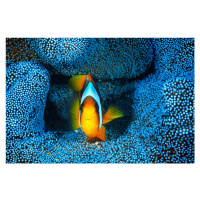 Fotografie Clownfish in blue anA©mon, Barathieu Gabriel, 40 × 26.7 cm