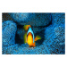 Fotografie Clownfish in blue anA©mon, Barathieu Gabriel, 40 × 26.7 cm