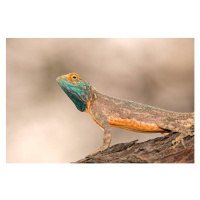 Fotografie Ground agama, EcoPic, 40 × 26.7 cm