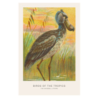 Ilustrace The Shoebill Stork (Birds of the Tropics) - George Harris, 26.7 × 40 cm