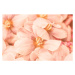 Umělecká fotografie Close-up of pink flowers, Natalia Serenko / 500px, (40 x 26.7 cm)