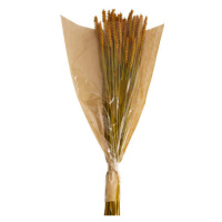 Sušina pšenice barvená terakota 70cm