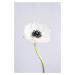 Umělecká fotografie Precious Anemone, uplusmestudio, (26.7 x 40 cm)