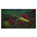 Fotografie Tuscany - Spring Blossoms, Jean Claude Castor, 40 × 22.2 cm