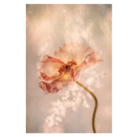 Ilustrace Radiant poppy, Hilda van der Lee, 26.7 × 40 cm