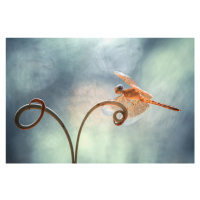 Fotografie Gold Dragonfly on Tendril, Abdul Gapur Dayak, 40 × 26.7 cm