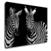 Impresi Obraz Dvě zebry černobílé - 70 x 50 cm