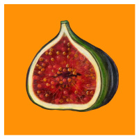 Thompson-Engels, Sarah - Obrazová reprodukce Fig on orange, (40 x 40 cm)