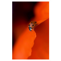 Fotografie Lady in Red, Jacky Parker, 24.6 × 40 cm