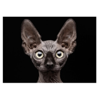 Fotografie Sphynx Cat, Patrick Matte, 40 × 30 cm