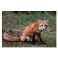 Fotografie Red Fox Sitting, Layne Kennedy, 40 × 26.7 cm