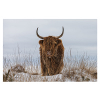 Fotografie Highlander in Snow, Jaap van den, 40 × 26.7 cm