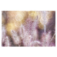 Fotografie Feather lightness, Hilda van der Lee, 40 × 26.7 cm