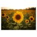 Fotografie Sunflower, Rehman Asad, 40 × 26.7 cm