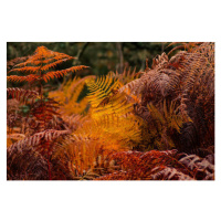 Fotografie dry ferns in a forest in fall, vicvaz, 40x26.7 cm